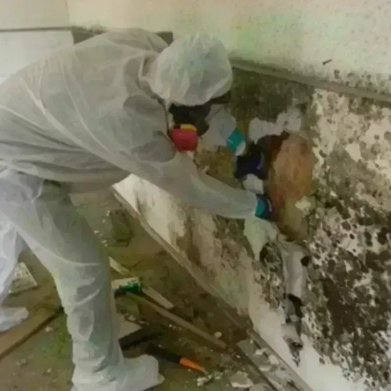 Mold Remediation and Removal in Ogdensburg, NJ